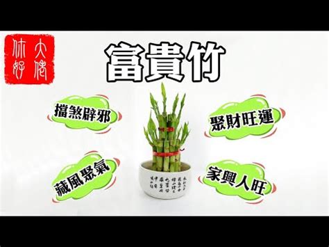 開運竹放門口|開運竹風水禁忌與擺放位置指南：助你提升家居風水、。